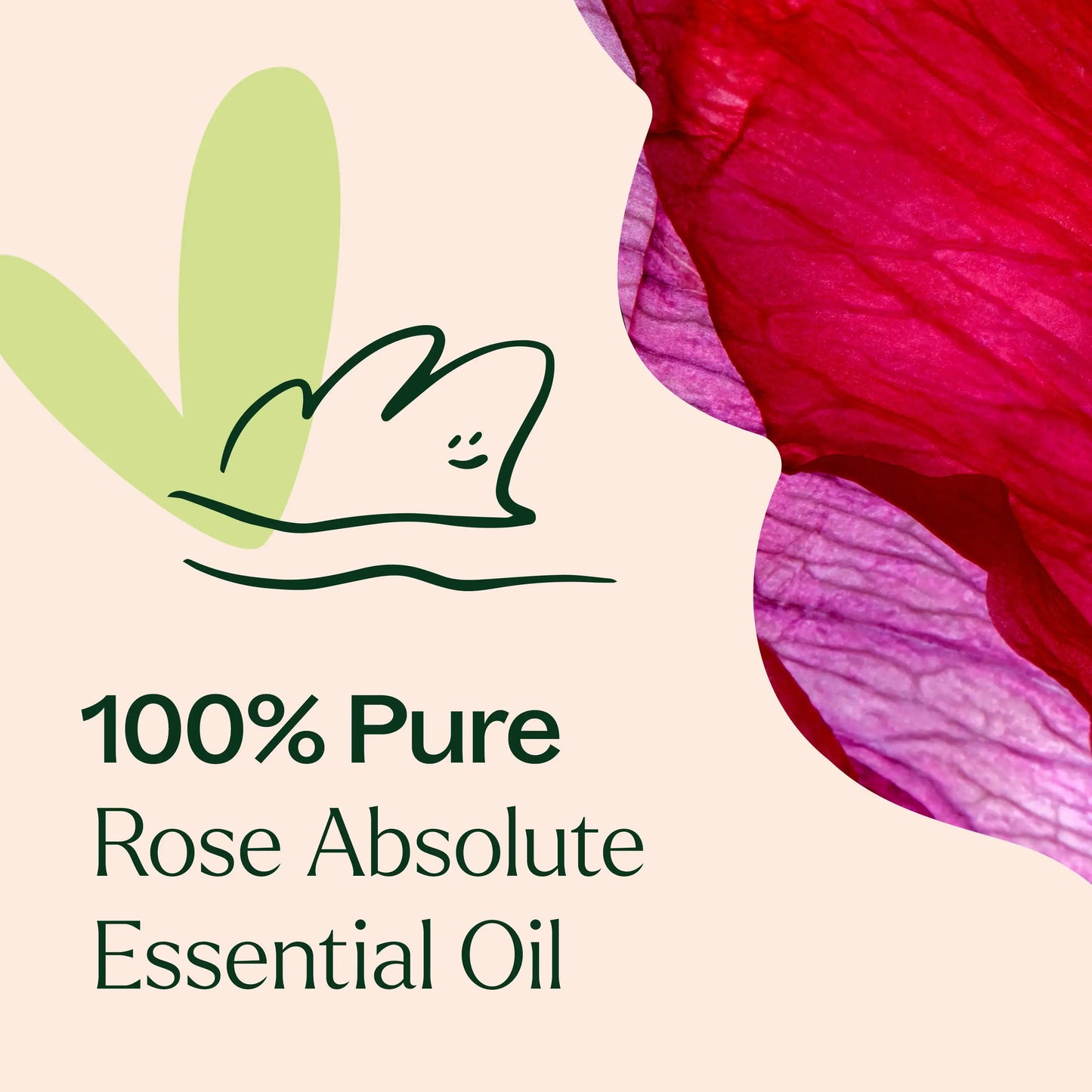 Rose Absolute Essential Oil 10 mL